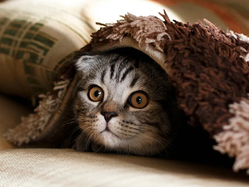 Ці любяць беларусы коцікаў?